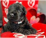 Small #11 Breeder Profile image