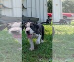 Small Photo #21  Breeder Profile in WALNUT GROVE, MO, USA
