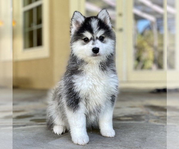 Medium Photo #1  Breeder Profile in WINDERMERE, FL, USA