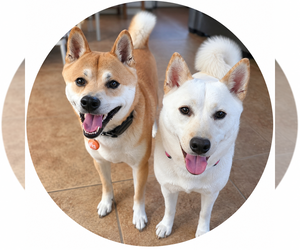 Shiba Inu Dog Breeder near WINDERMERE, FL, USA