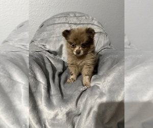 Pomeranian Dog Breeder near FARMERSVILLE, TX, USA