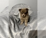 Small breeder photo