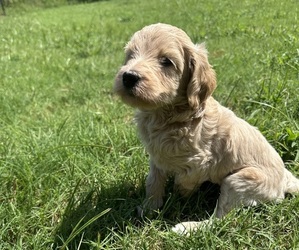 Goldendoodle Dog Breeder near EDMOND, OK, USA