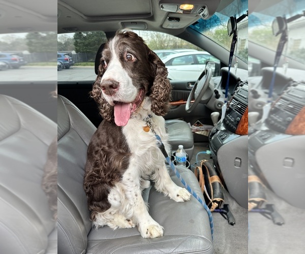 Medium Photo #2  Breeder Profile in CHATTANOOGA, TN, USA