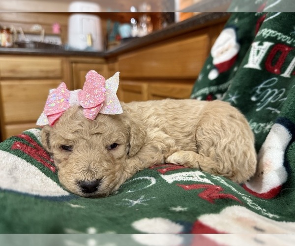 Medium Photo #3  Breeder Profile in HAZEL GREEN, KY, USA