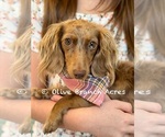 Small #1 Breeder Profile image