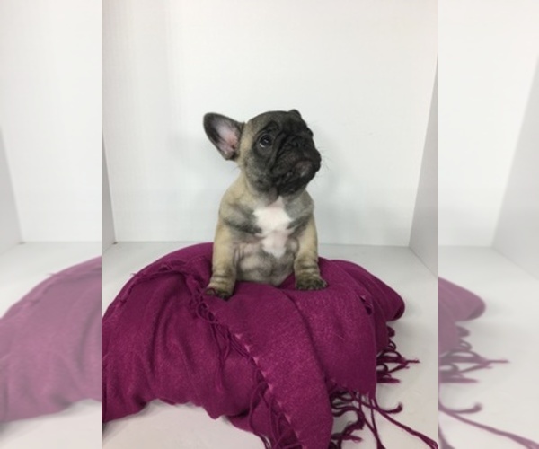 Medium Photo #1  Breeder Profile in BRISTOW, VA, USA
