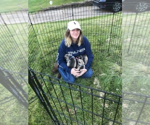 Main photo of Siberian Husky Dog Breeder near BRENTWOOD, PA, USA