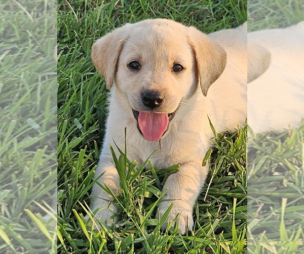 Medium Photo #13  Breeder Profile in SHELDON, IA, USA