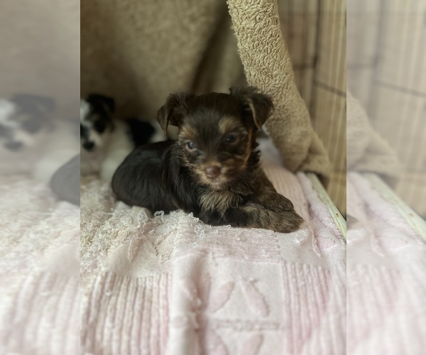 Medium Photo #26  Breeder Profile in MACON, GA, USA