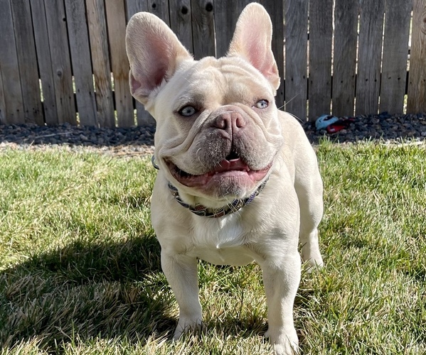 Medium Photo #2  Breeder Profile in ENGLEWOOD, CO, USA