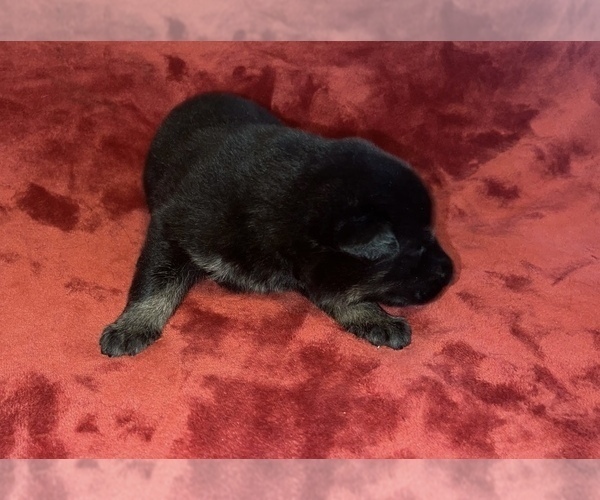 Medium Photo #3  Breeder Profile in COVENTRY, RI, USA