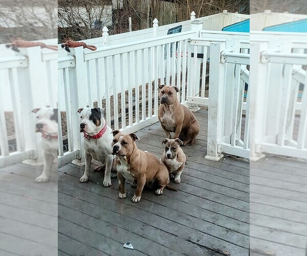 Medium Photo #8  Breeder Profile in BARNEGAT, NJ, USA