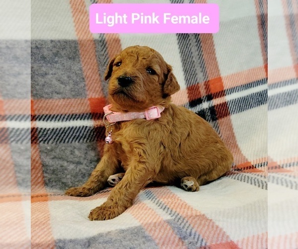 Medium Photo #1  Breeder Profile in ZEBULON, NC, USA