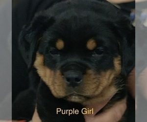Rottweiler Dog Breeder near ELDERSBURG, MD, USA