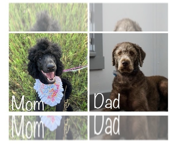 Medium Photo #1  Breeder Profile in JARRELL, TX, USA