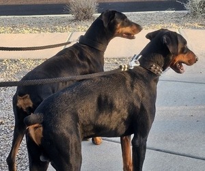 Doberman Pinscher Dog Breeder near PHOENIX, AZ, USA