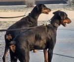 Small breeder photo