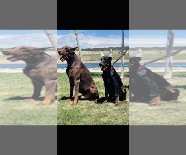 Medium Photo #4  Breeder Profile in COLORADO SPRINGS, CO, USA
