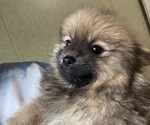 Small #1 Breeder Profile image