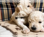 Small #2 Breeder Profile image