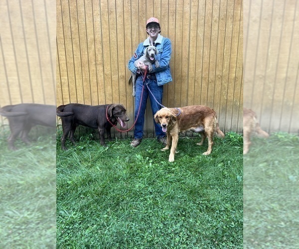 Medium Photo #76  Breeder Profile in NEOLA, WV, USA