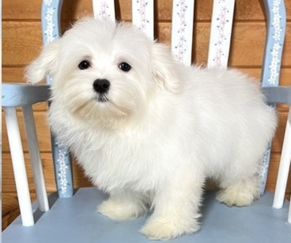 Medium Photo #2  Breeder Profile in RED HOUSE, WV, USA