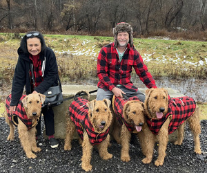 Airedale Terrier Dog Breeder near ELMA, NY, USA