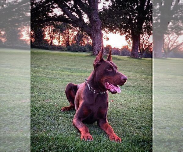 Medium Photo #52  Breeder Profile in FORT LAUDERDALE, FL, USA