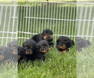 Rottweiler Dog Breeder near GEORGETOWN, KY, USA