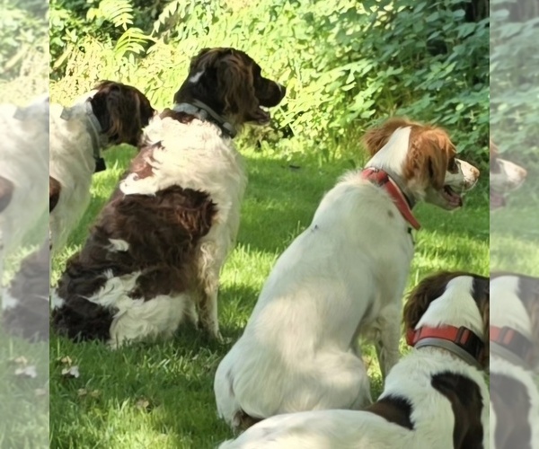 Medium Photo #2  Breeder Profile in MOHAWK, NY, USA