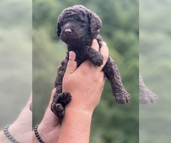 Medium Photo #1  Breeder Profile in SAULSVILLE, WV, USA