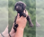 Small breeder photo