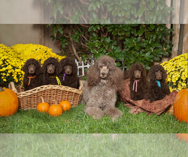 Medium Photo #1  Breeder Profile in HAMPSTEAD, MD, USA