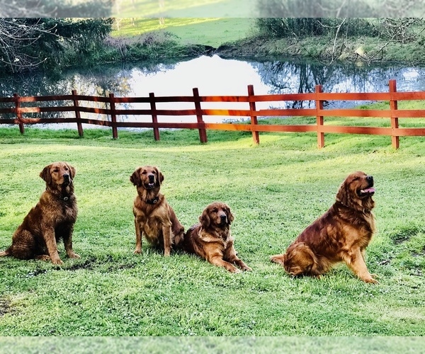Medium Photo #1  Breeder Profile in LEBANON, OR, USA