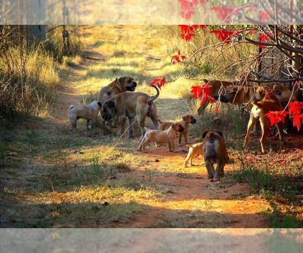 Medium Photo #1  Breeder Profile in HAMBURG, NY, USA