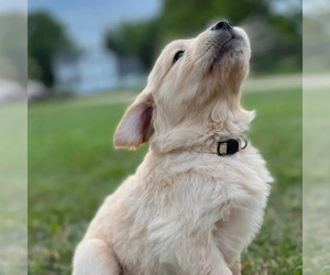 Golden Retriever Dog Breeder near STEWARTVILLE, MN, USA