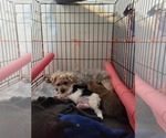 Small #30 Breeder Profile image