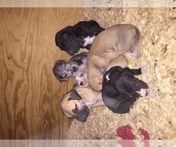 Medium Photo #1  Breeder Profile in GREENBRIER, TN, USA