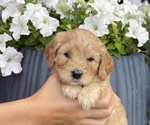 Small breeder photo