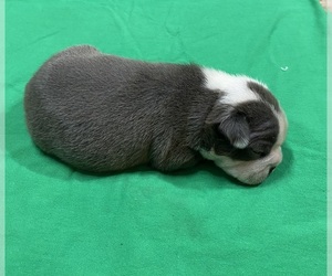 Boston Terrier Dog Breeder near EL DORADO, AR, USA