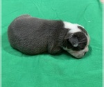 Small breeder photo