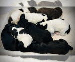 Small breeder photo