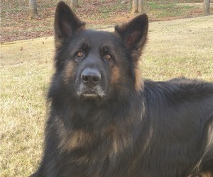 German Shepherd Dog Dog Breeder near MOSCOW, TN, USA