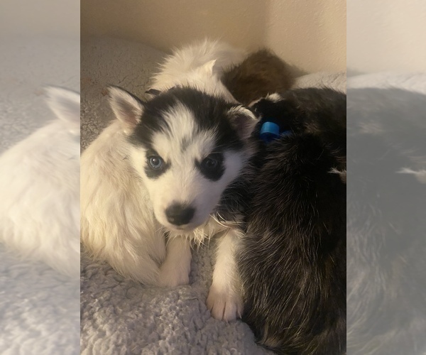 Medium Photo #1  Breeder Profile in KILLEEN, TX, USA