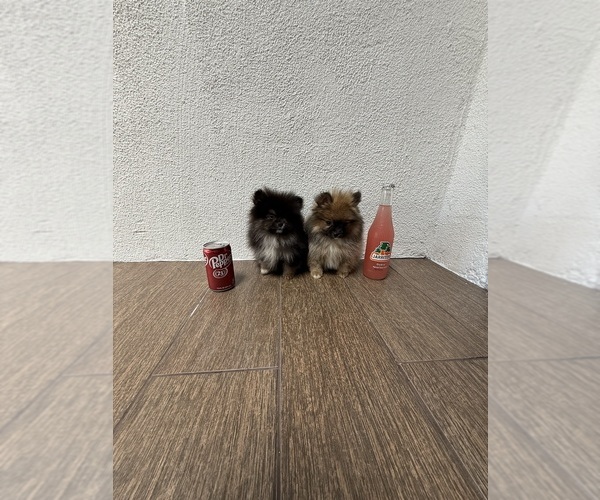 Medium Photo #4  Breeder Profile in BELLFLOWER, CA, USA