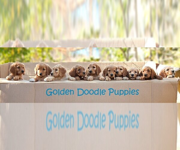 Medium Photo #1  Breeder Profile in LODI, CA, USA
