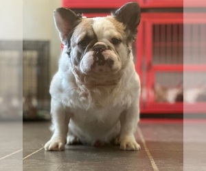 French Bulldog Dog Breeder near MADERA, CA, USA