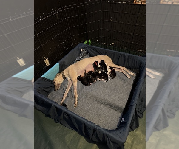 Medium Photo #3  Breeder Profile in MESA, AZ, USA