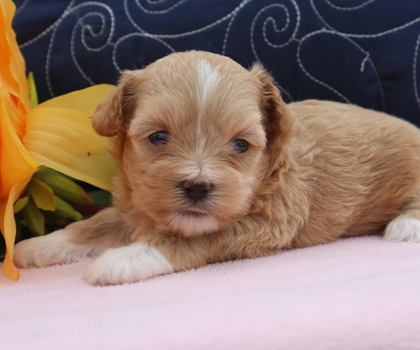 Medium Photo #64  Breeder Profile in THORP, WI, USA